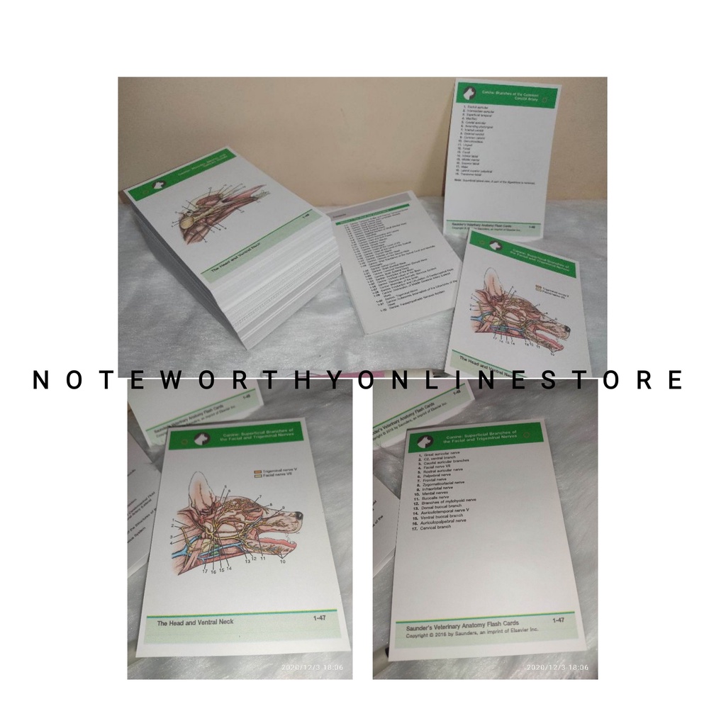 VetMed DVM Veterinarian Saunders Elsevier Veterinary Anatomy Flashcards