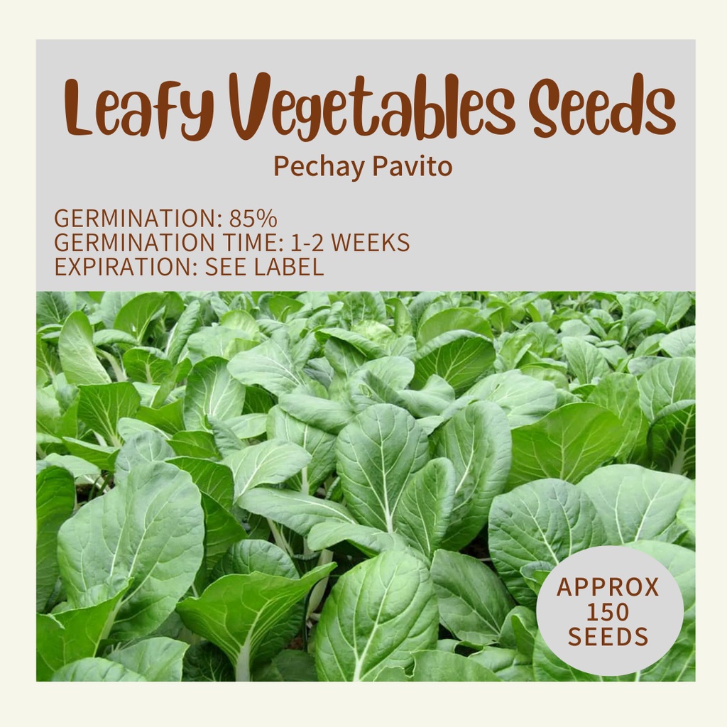 Pechay Pavito Seeds (150 seeds) | Shopee Philippines