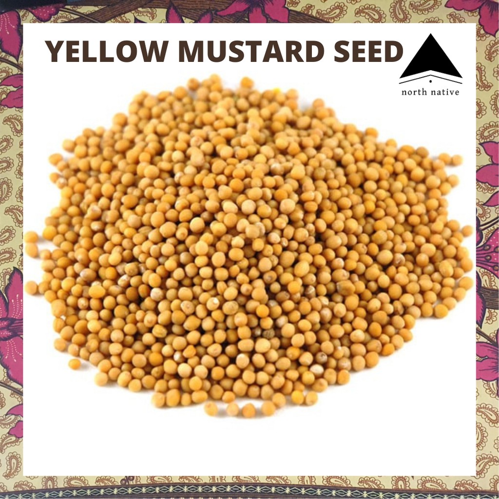 Whole Dried Yellow Mustard Seed for Baking 100g/250g Shopee Philippines