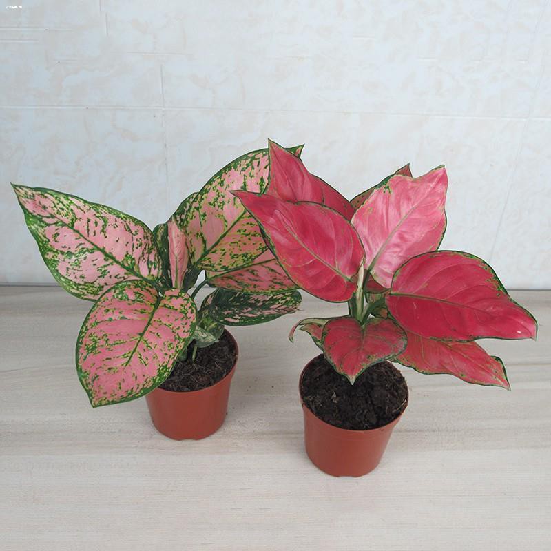 Seeds ♦10pcs1 package/Ruyi queen flower seed potted plant Shopee