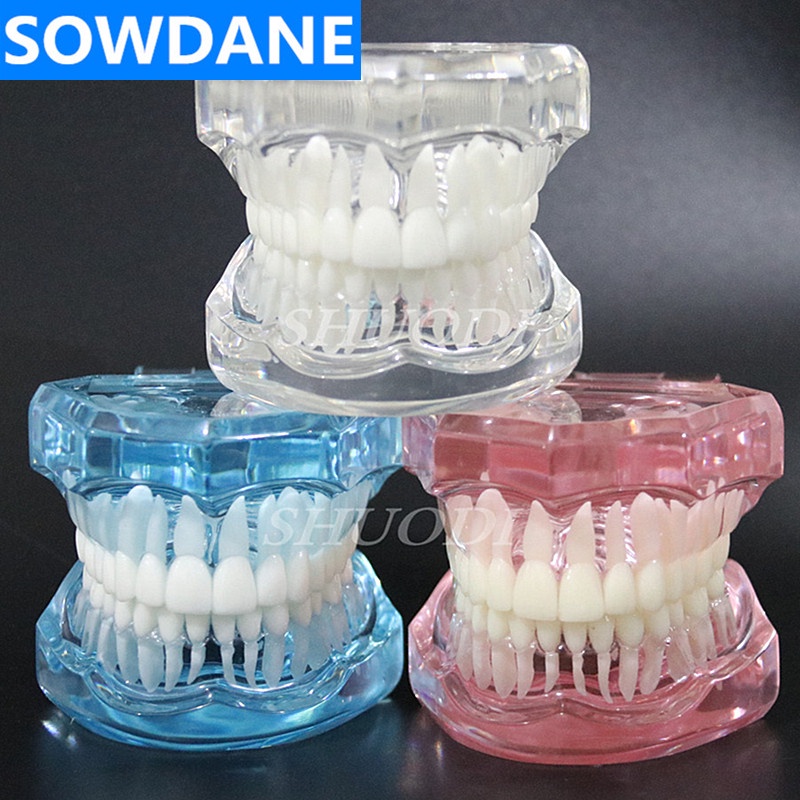 1 Piece Dental Standard Tooth Model Orthodontic Model for Patient
