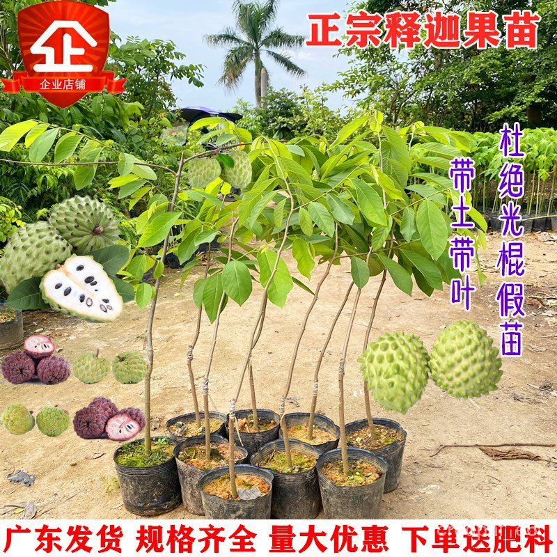 Authentic Custard Apple Seedling Annona Sapling Atemoya Custard Apple