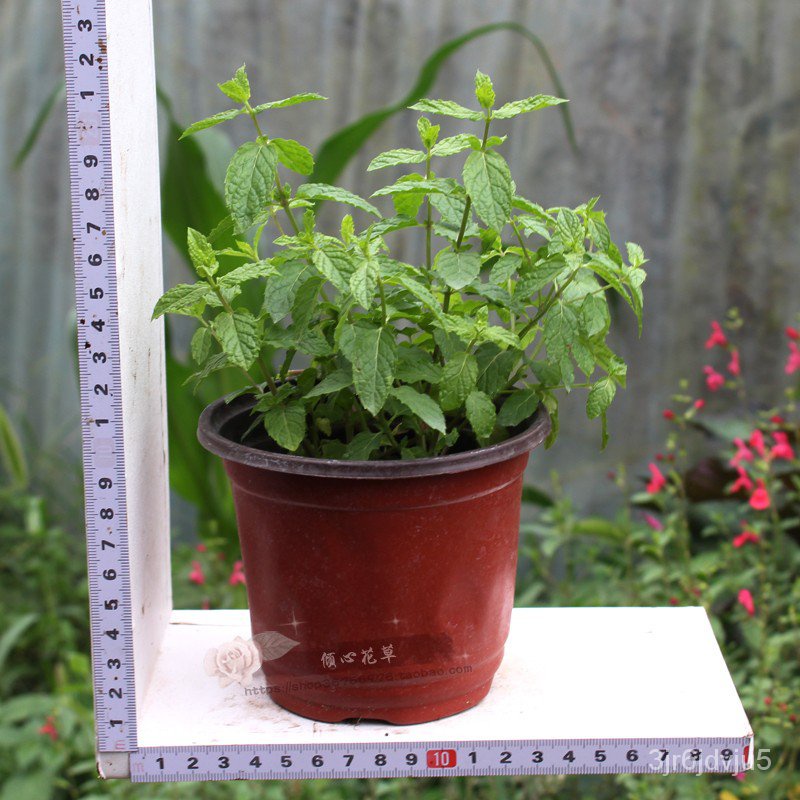 Sweet Flowers and Plants Mint Pot Large Seeding Edible Vanilla Indoor Mosquito Repellent