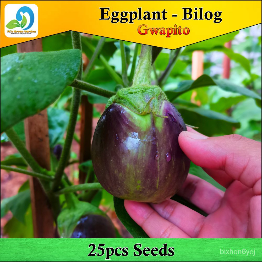 cash on delivery BILOG EGGPLANT SEEDS - 25pcs seeds /GWAPITO/HYBRID ...