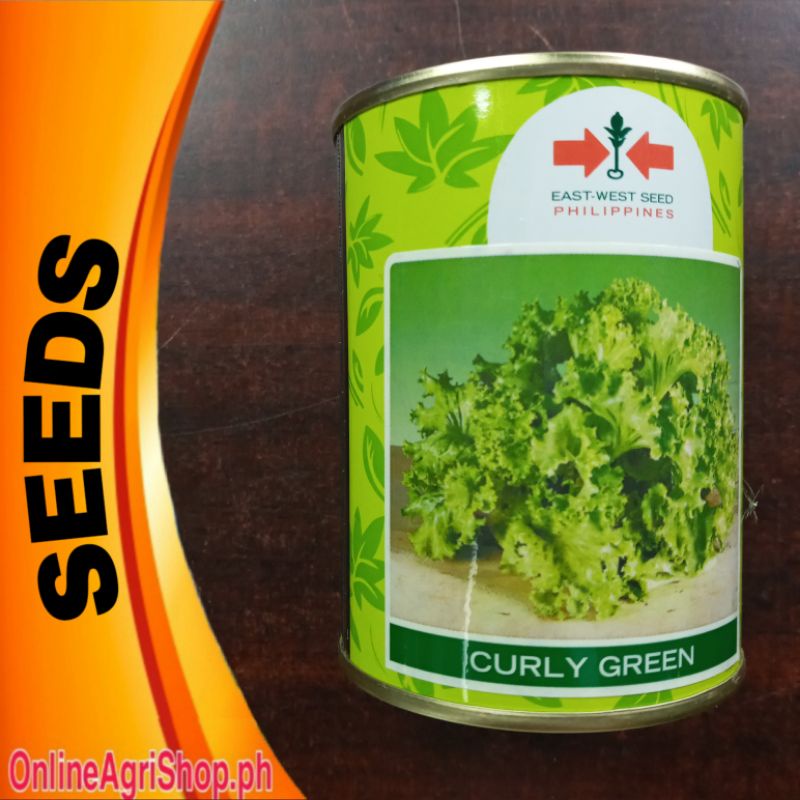 CURLY GREEN GRAND RAPID TYPE LETTUCE SEEDS / GREEN ICE LETTUCE (EAST