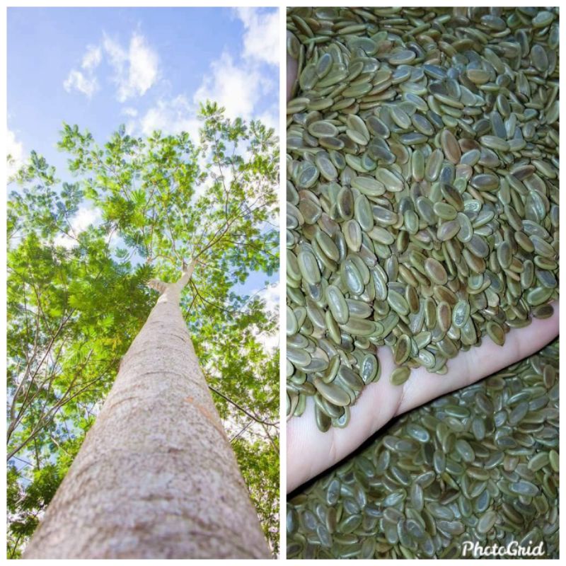 FALCATA TREE SEEDS (white giant variety) 1/4 KILO Shopee Philippines