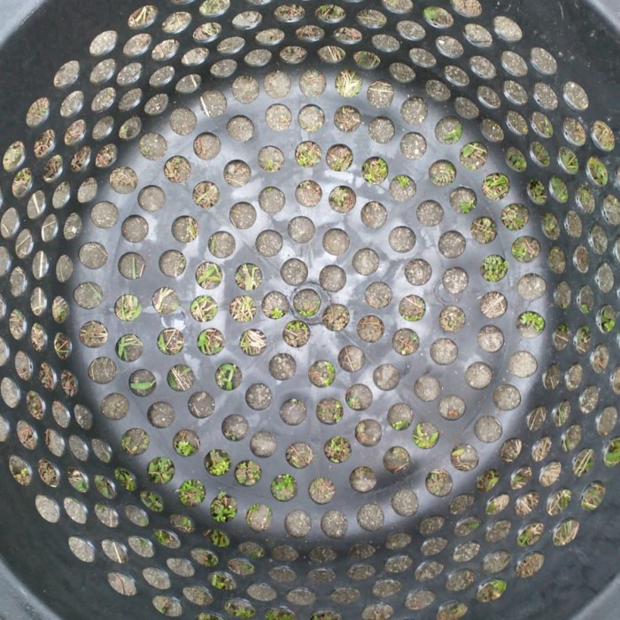 Sorting BUCKET SIZE 10-11 | Catfish SORTING FISH SORTING|Tilapia ...