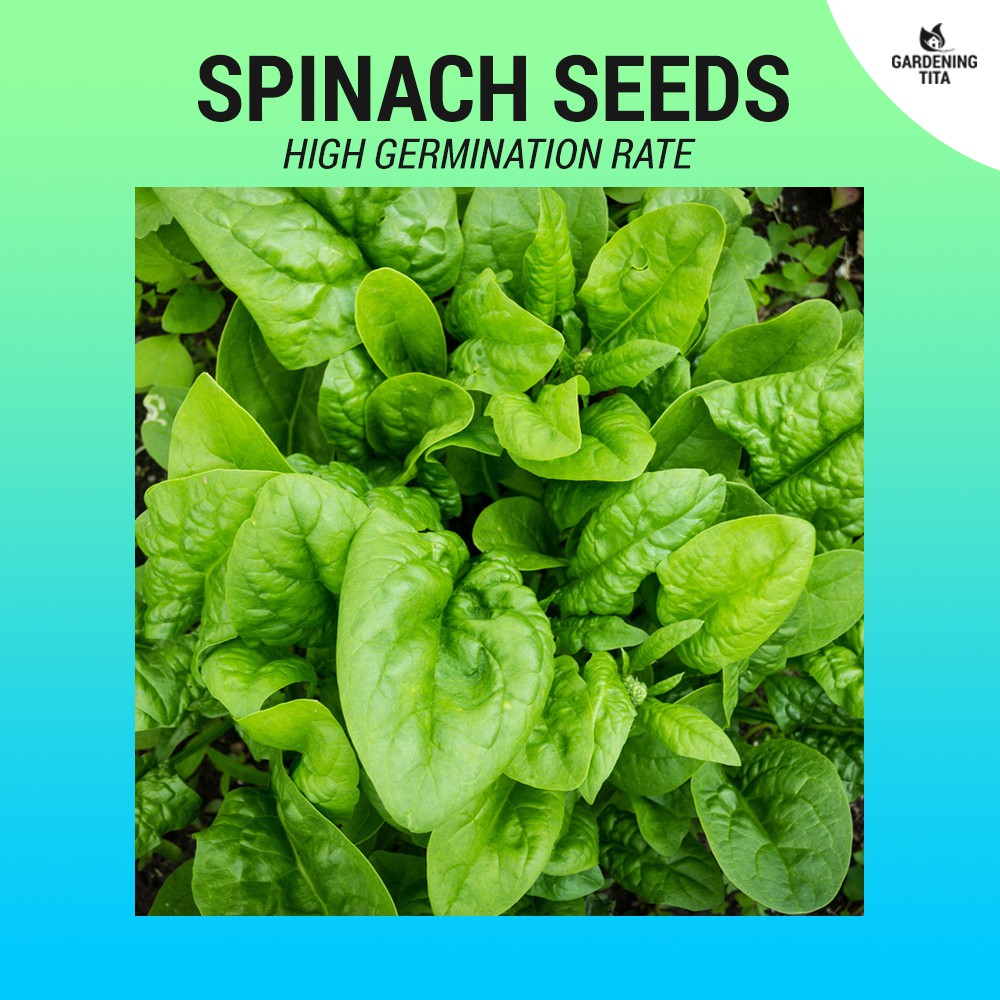 Spinach Seeds (High Germination) 60 seeds Shopee Philippines