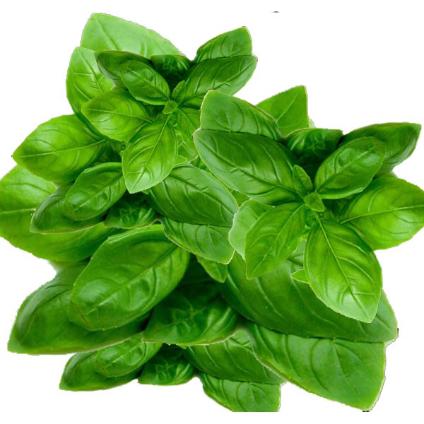 018 FV Basil Seeds 1g | Sweet Basil, Parsley, Dill, Thai Basil, Sweet ...