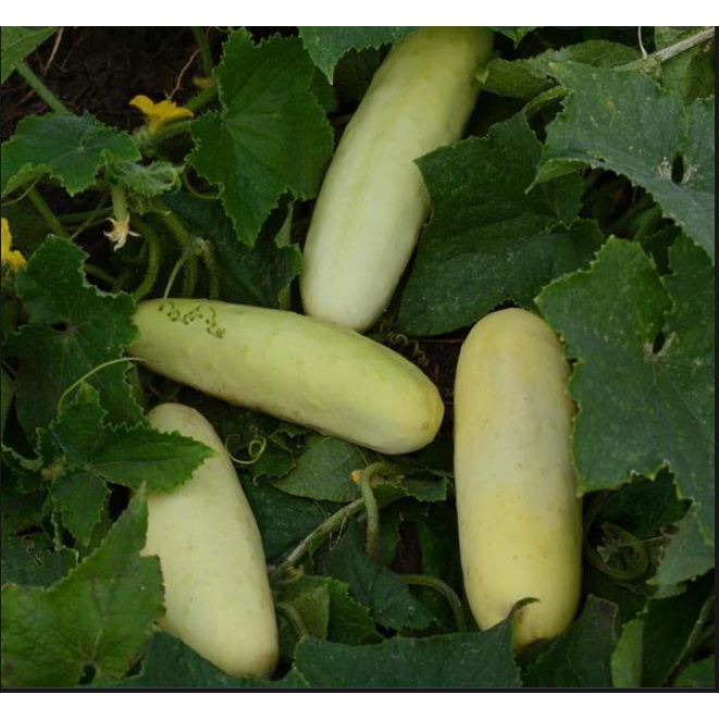 P20 per pack pipino / cucumber seeds - condor - plant - vegetable ...