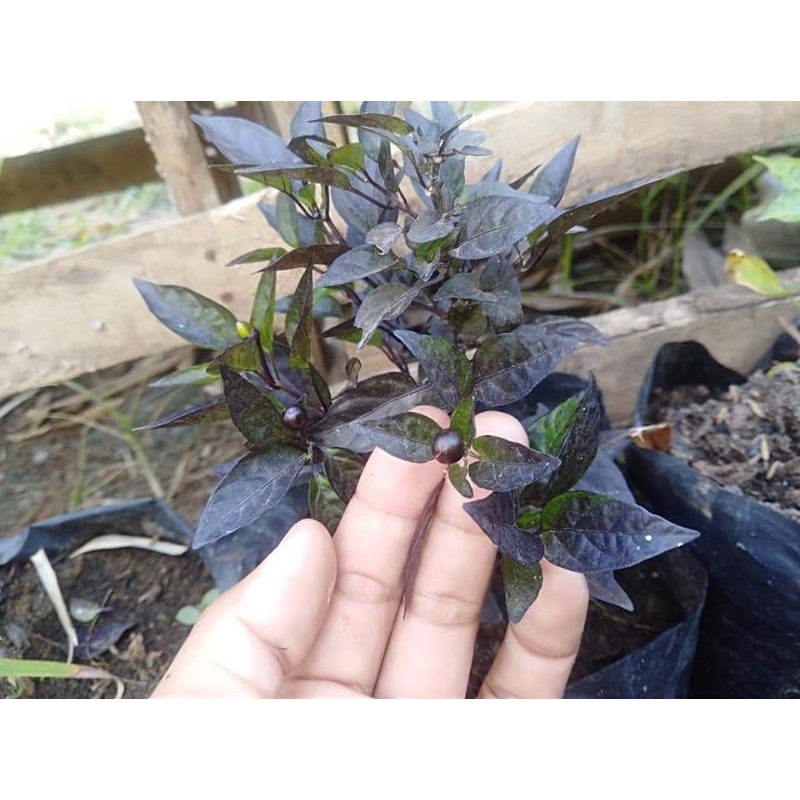 Black pearl chilli pepper black pearl pepper 7seeds per pack Shopee Philippines
