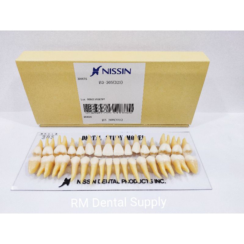 Nissin Dental Study Model (Authentic) | Shopee Philippines