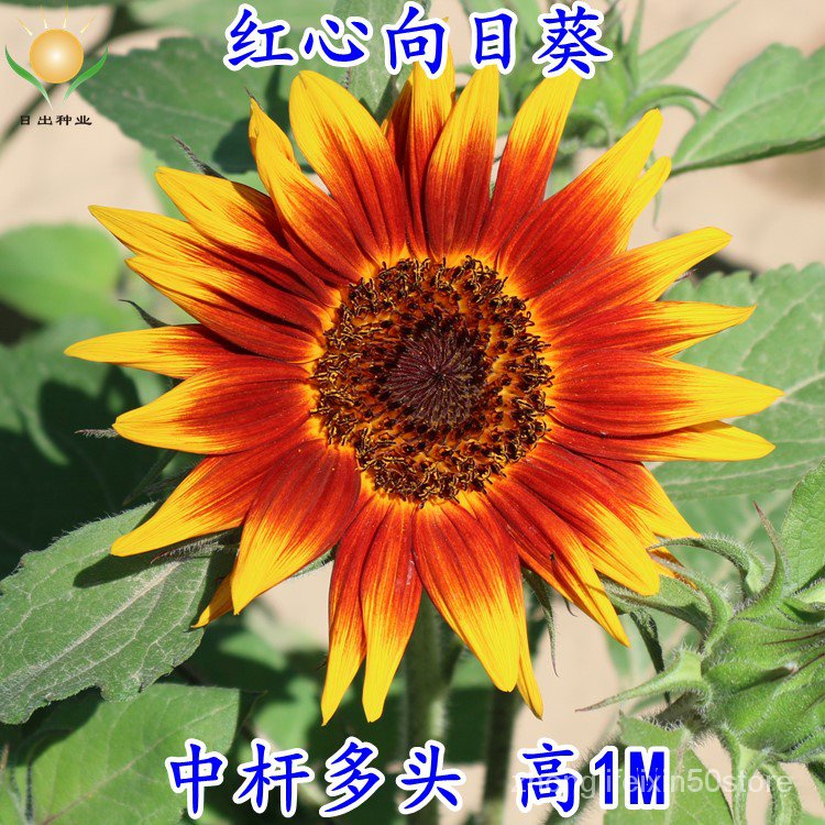 Sunflower Seeds Ornamental Edible Flower Shop Cut Flowers Seed
