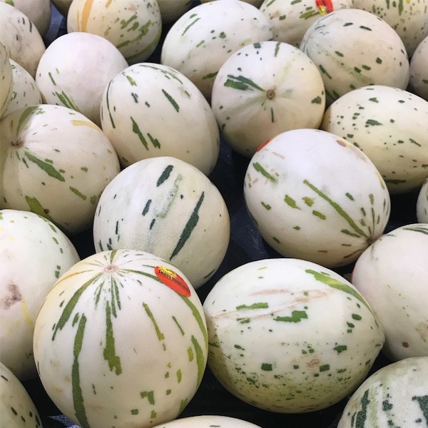 Ivory Gaya Melon Seeds - Ivory Gaya Premium Meteor Melon Seeds | Shopee ...