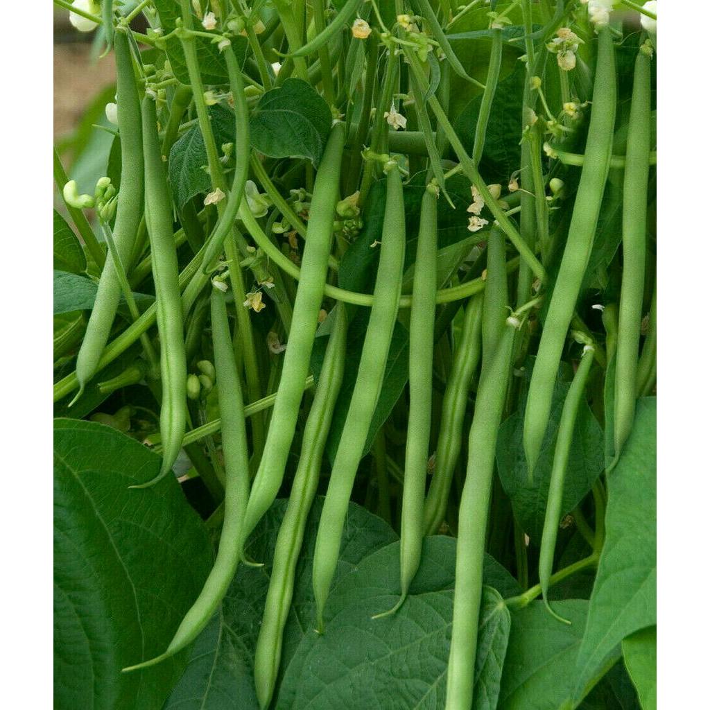 Shop string beans for Sale on Shopee Philippines