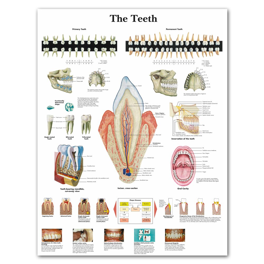WANGART Anatomical Charts Human Teeth Chart Canvas Painting Poster ...