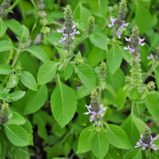 Holy Basil Herbs 20Seeds 50Seeds 100Seeds 140Seeds Shopee