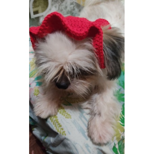 bucket hat dog