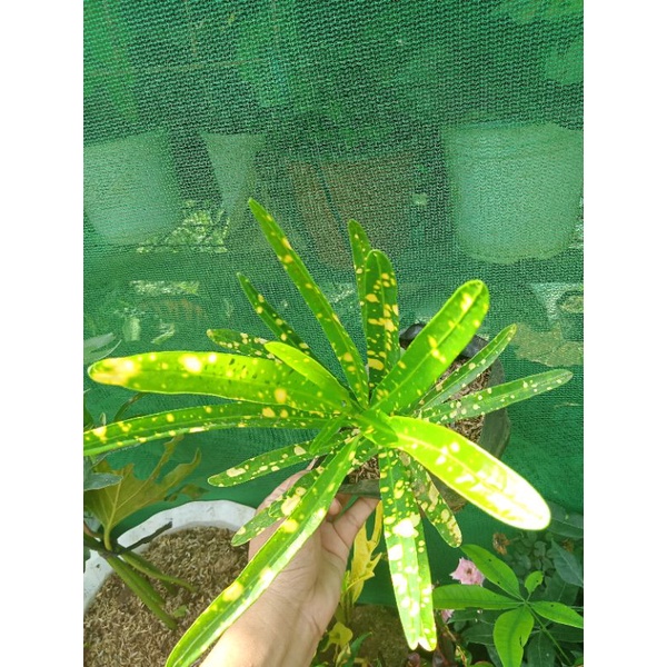 Available live plants for sale (Crotons) Shopee Philippines