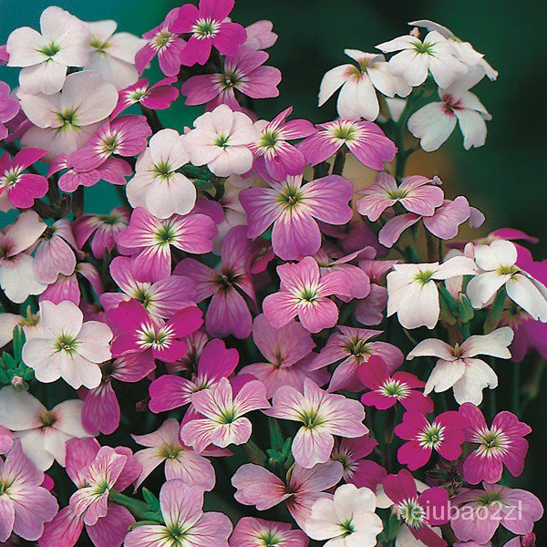 indoor plant seeds Stocks Seeds Night Scented Matthiola Seeds SC3W Shopee Philippines