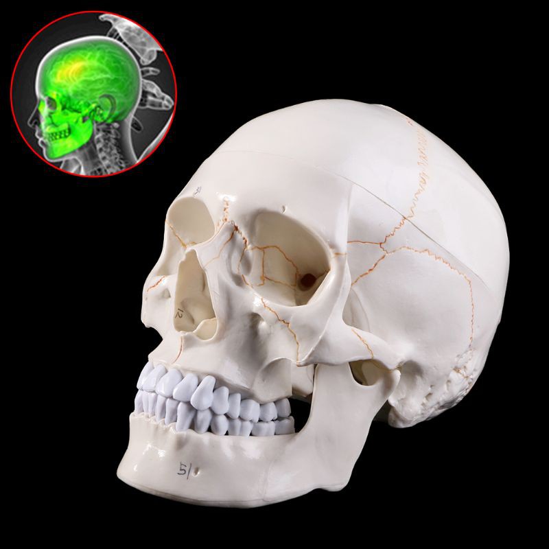 thumbnail image 2 of Life Size 1:1 Human Skull Model - Teaching Skeleton - Halloween Decoration 2 of 6