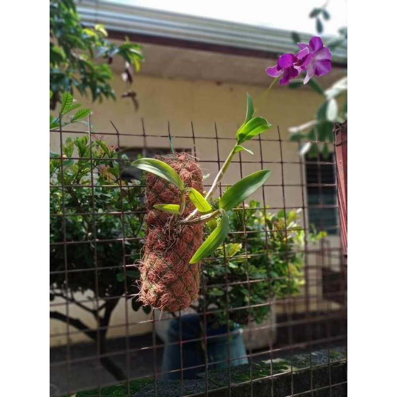 Bagsak Presyo 10.10 Sale!!!30cm Coco Wattles 100% Eco-friendly Best for ...
