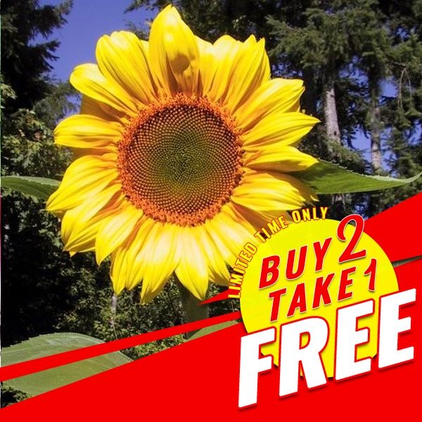 Sunflower Seeds Suntastic Yellow Shopee Philippines