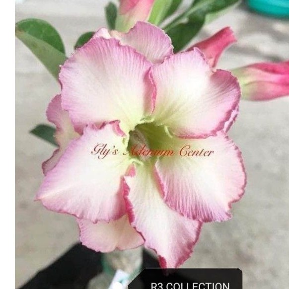 Grafted Adenium ID: r3 collection (large) | Shopee Philippines