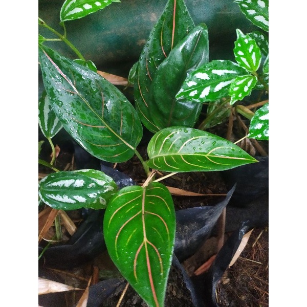 Miccah Farm Aglaonema Snow white aglaonema collection indoor plants