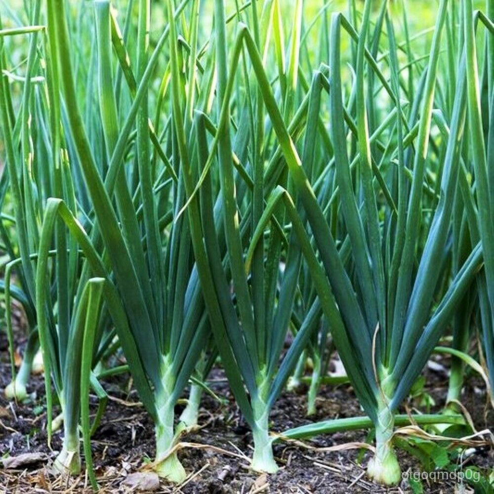Guaranteed germination rate Tokyo Long White Bunching Green Onion Seeds