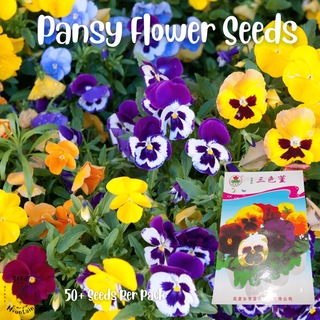Pansy Flower Seeds/ Ornamental Plant Seeds/ Approx 50+ per pack/COD