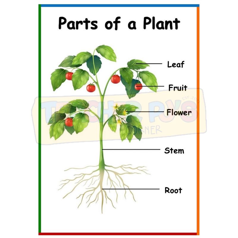 Parts of a Plant A4 Size Thick Laminated Educational Wall Chart for ...