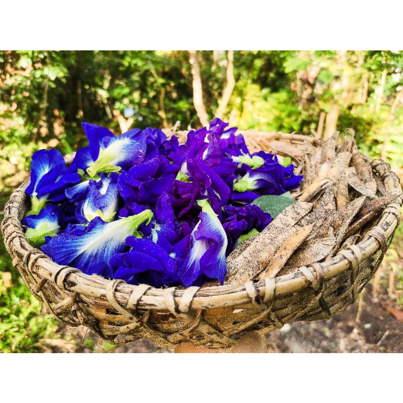 Butterfly Pea/Blue Ternate /Clitoria Ternatea Seeds | Shopee Philippines