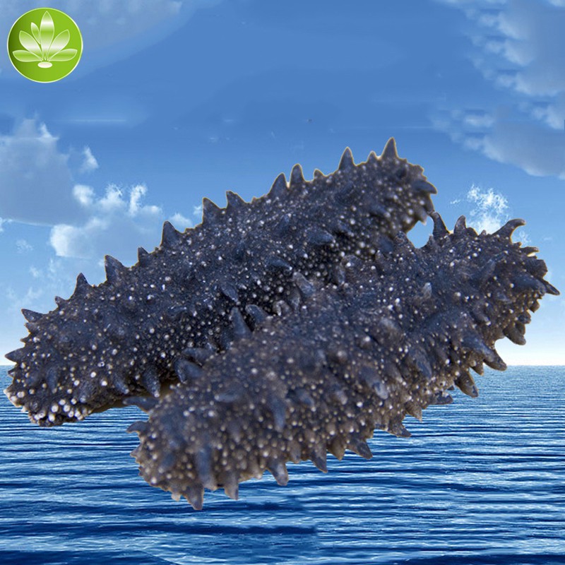 Sea Cucumber;Sea Slug;Trepang;Dried Seacucumber;Holothurian Tonifying