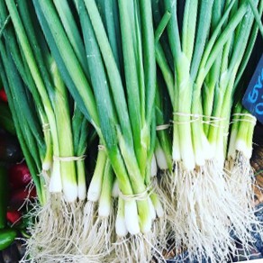 Green Scallion Seeds - Spring Onion Seeds - Green Onion Seeds | Shopee ...