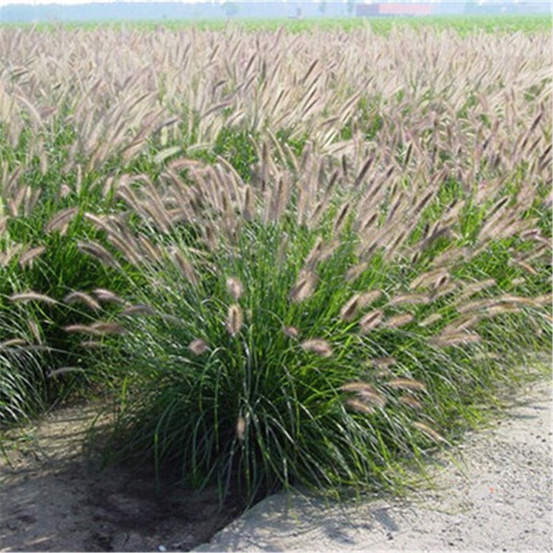 Sloping grass seeds, ornamental pennisetum seeds, easy to bloom and