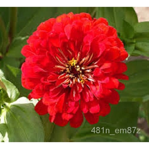 Guaranteed germination rate 30+ Zinnia Flower Seeds Red Cherry Queen