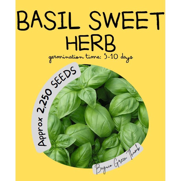 BASIL Sweet Genovese Approx 2 250 seeds Shopee Philippines