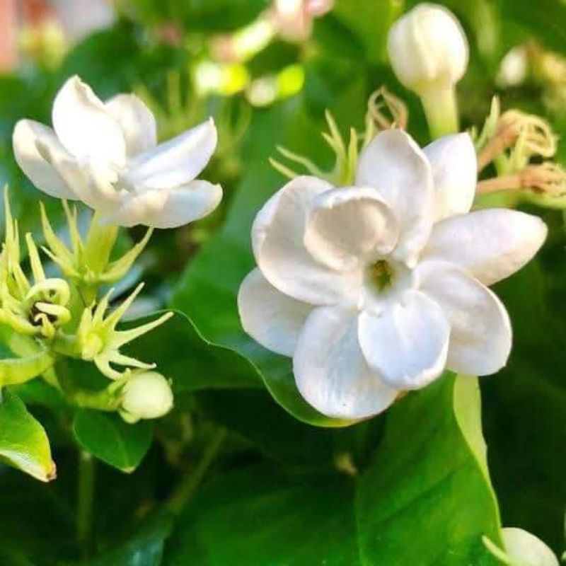 SAMPAGUITA LIVE PLANT CUTTINGS ONLY Shopee Philippines