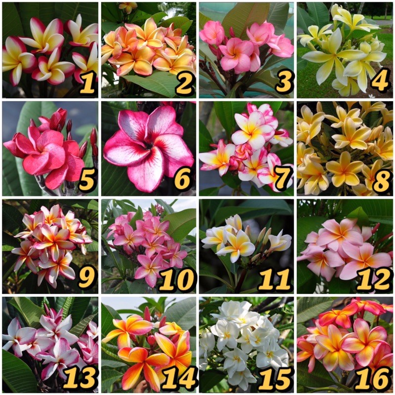 Shop kalachuchi for Sale on Shopee Philippines