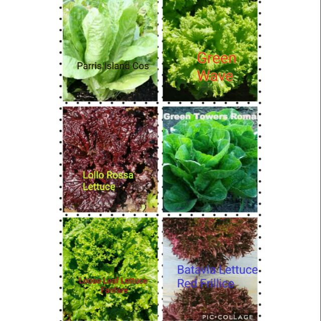 Lettuce seeds variety Shopee Philippines
