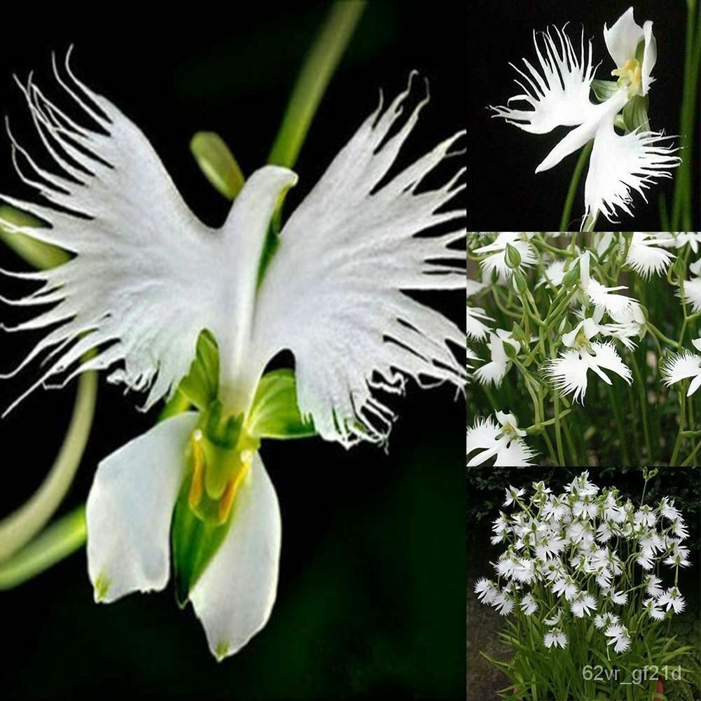 seeds for planting 10 Japanese Radiata White Egret Orchid Flower Seed