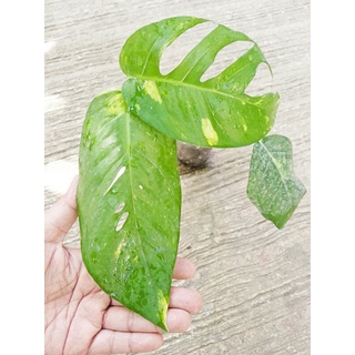 Epipremnum Pinnatum Aurea Matured form(Split leaves/Fenestration/variegated  /live plant)
