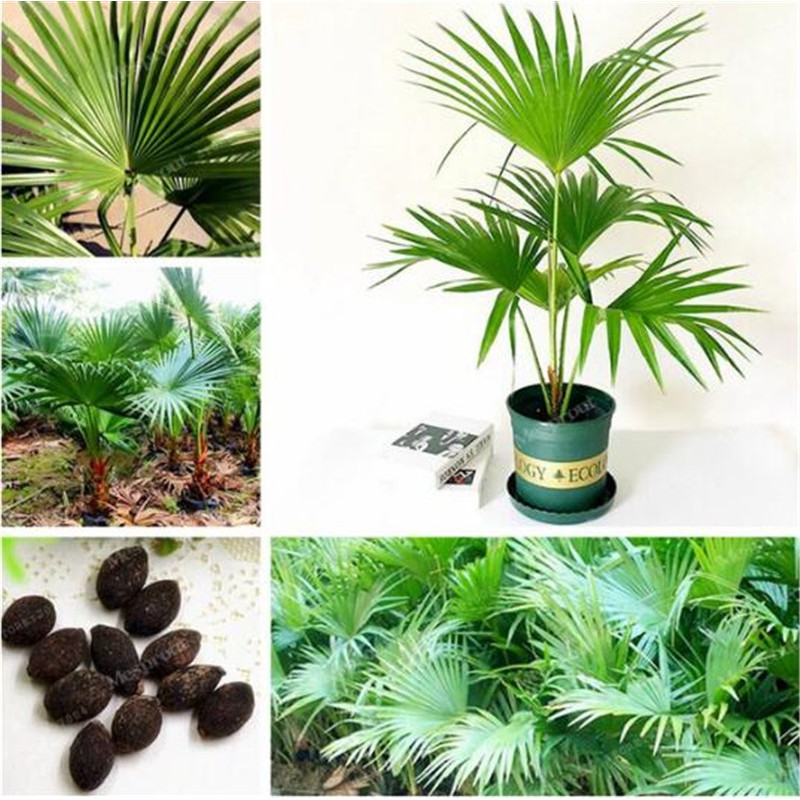 Trachycarpus Fortunei10 Seeds Outdoor Perennial plant palm tree