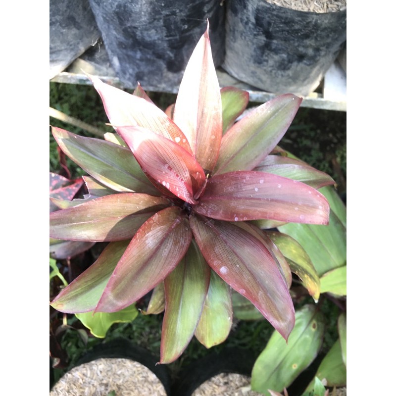 Baby Doll Ti Plant (Cordyline Fruticosa) | Shopee Philippines