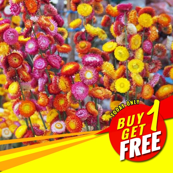 Everlasting Seeds Strawflower Seeds Mixed Color Flower Seeds Rare