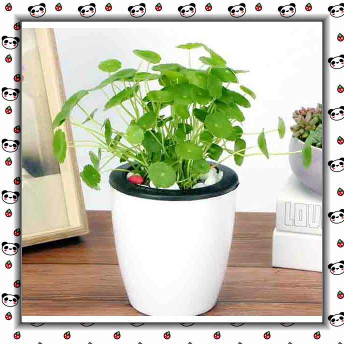 10pcs Copper Grass Pilea Seeds Cold Water Flower Indoor Aquatic Plant