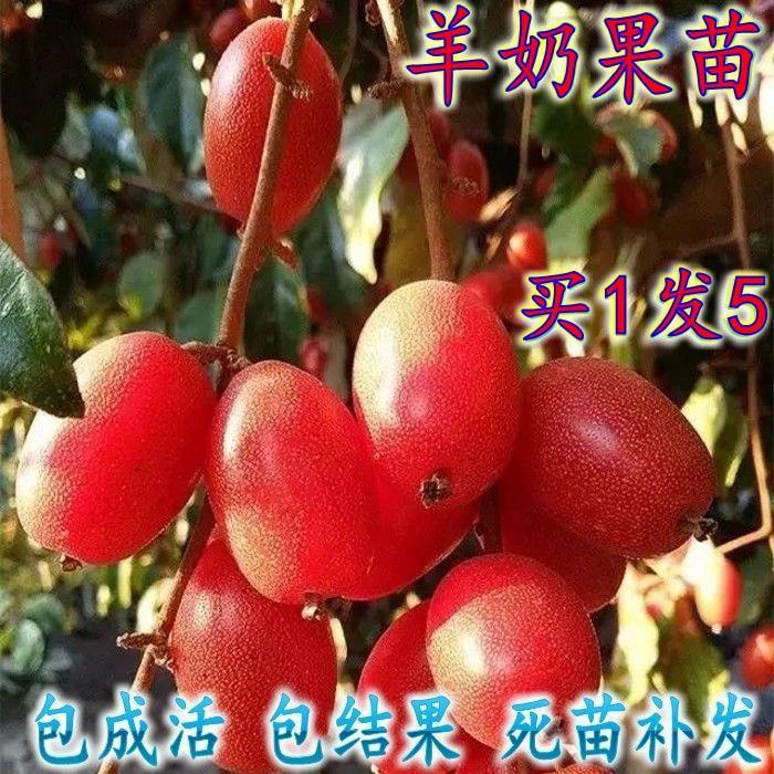 Goat s milk fruit seedling Detian No. 2 Hu liuzi seedling Hu bald ...