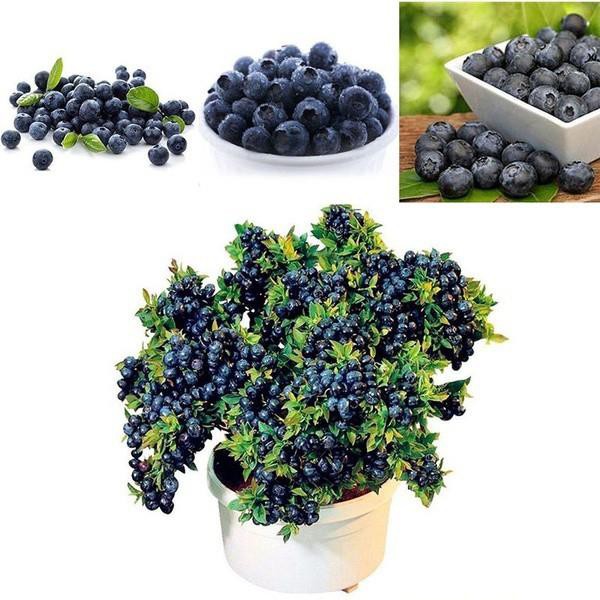 100Pcs Blueberry Tree Seed Fruit Blueberry Seed Potted Bonsai Seeds ...