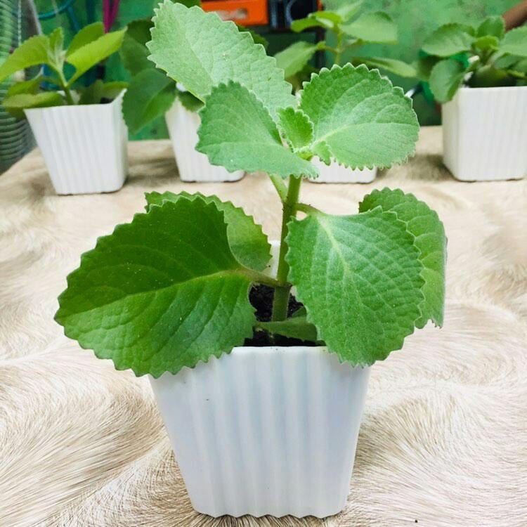 Potted Oregano Herb Plant Shopee Philippines